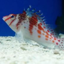 Spotted hawkfish